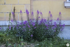 Chamaenerion angustifolium