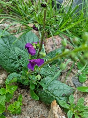 Verbascum phoeniceum