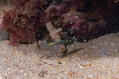 Koumansetta rainfordi