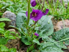 Verbascum phoeniceum