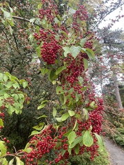 Scandosorbus intermedia