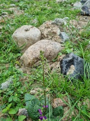 Verbascum phoeniceum