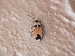 Melanotelus villosulus