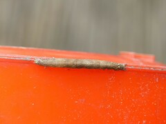 Lepidoptera