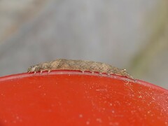 Lepidoptera