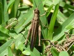 Acrididae