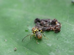 Bactrocera