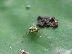 Bactrocera