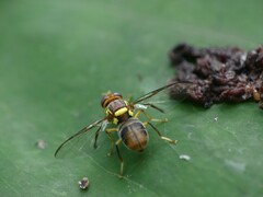 Bactrocera