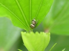 Salticidae