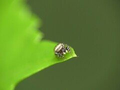 Salticidae