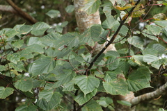 Acer morrisonense