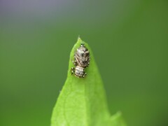Salticidae