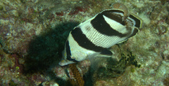 Chaetodon striatus