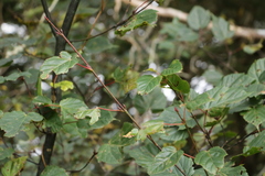 Acer morrisonense