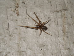 Zygiella x-notata