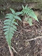 Athyrium leiopodum