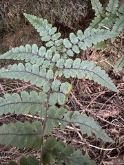 Athyrium leiopodum