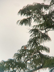 Piranga rubra
