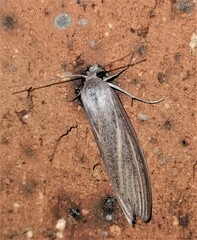 Prionopterina grammatistis