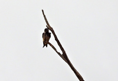 Hirundinidae