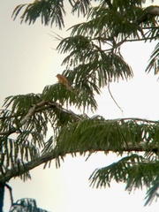 Piranga rubra