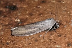 Prionopterina grammatistis