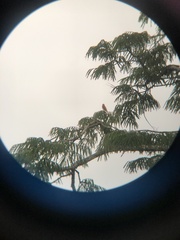 Piranga rubra