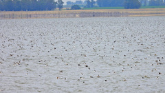Podiceps occipitalis