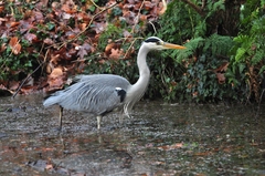 Ardea cinerea