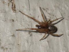 Zygiella x-notata