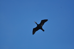 Phalacrocorax carbo