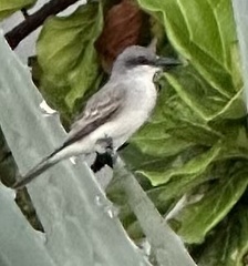 Tyrannus dominicensis