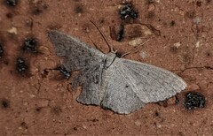 Scopula optivata