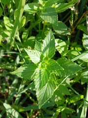 Mercurialis annua