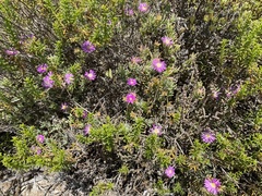 Lampranthus vernalis