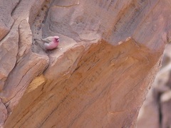 Carpodacus synoicus