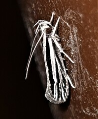 Leptosaces schistopa