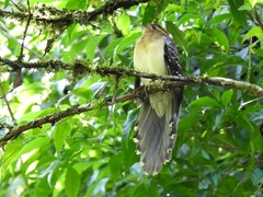 Dromococcyx pavoninus