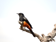 Thamnolaea cinnamomeiventris