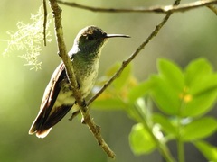 Chrysuronia versicolor