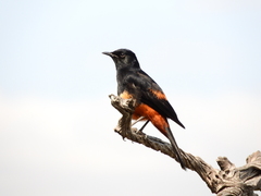 Thamnolaea cinnamomeiventris