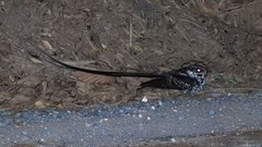 Macropsalis forcipata