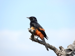 Thamnolaea cinnamomeiventris