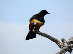 Thamnolaea cinnamomeiventris