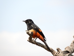 Thamnolaea cinnamomeiventris