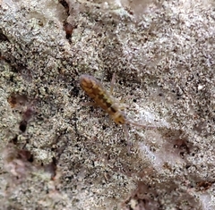 Isotomurus