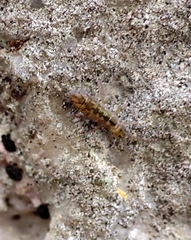 Isotomurus
