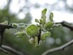 Heterodermia sorediosa