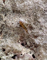 Isotomurus
